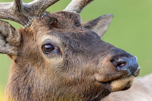 Jones, Adam 아티스트의 Bull elk or wapiti-Yellowstone National Park-Wyoming작품입니다.